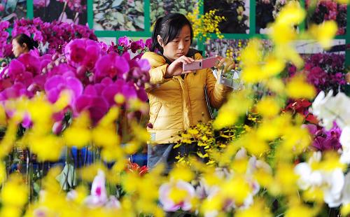 2013合肥苗木(mù)花(huā)卉交易大会开幕