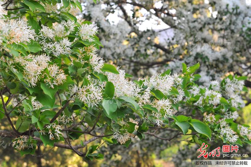 流苏树花(huā)开皎如雪(xuě) 