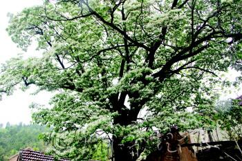 　　在张夏镇周家庵村发现的大型國(guó)家二级保护植物(wù)——流苏树。　　通讯员　刘青　摄